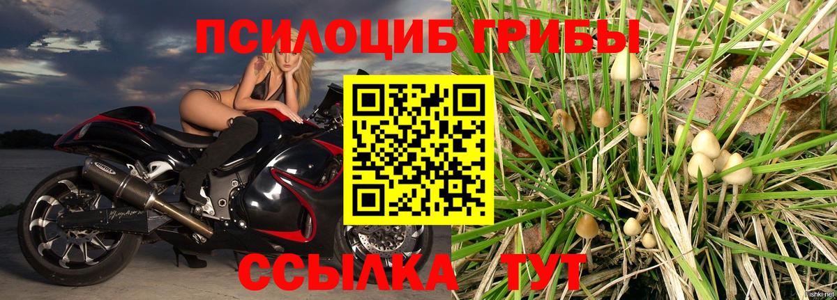 Псилоцибиновые грибы прущие грибы  Вход с VPN  Строитель  Галлюциногенные грибы Cubensis 